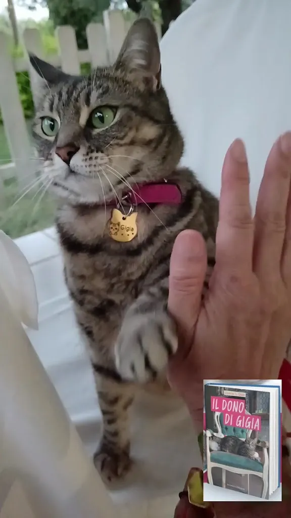 Gigia TravelCat_Country House la Fattoria_Collecorvino_review