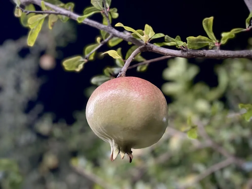 Elena Giorgi_Trattoria - Pizzeria Pascala Abati di Andreanò Patrizio_Badolato_review