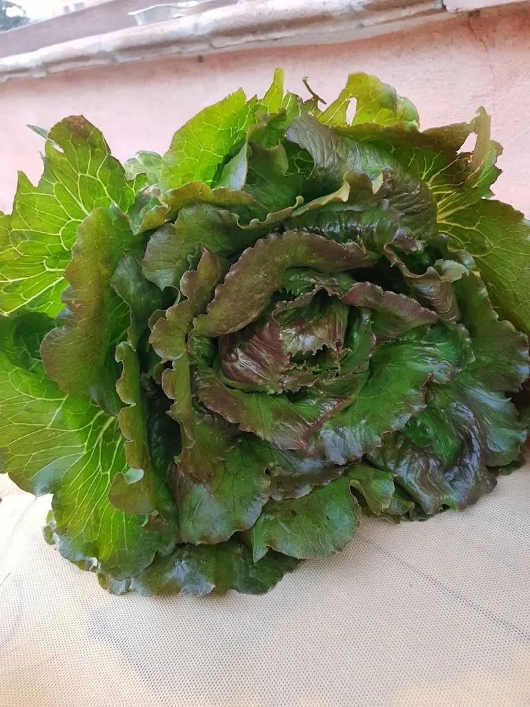 Menu_Verdarancio_Arcavacata_immagine_4