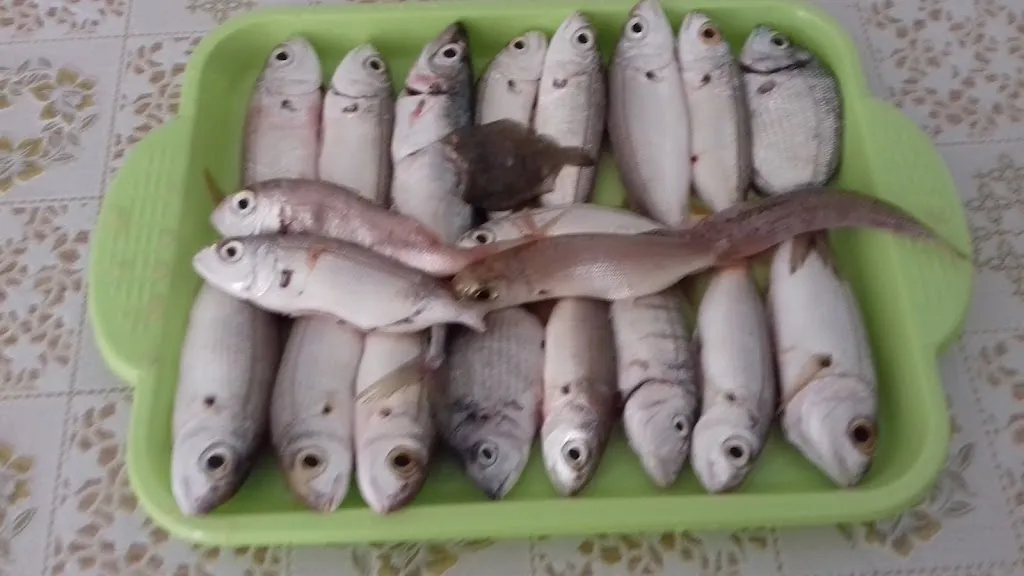 Menu_Ristorante Pizzeria Da Agostino Di Viscomi Maria_Botricello_immagine_5