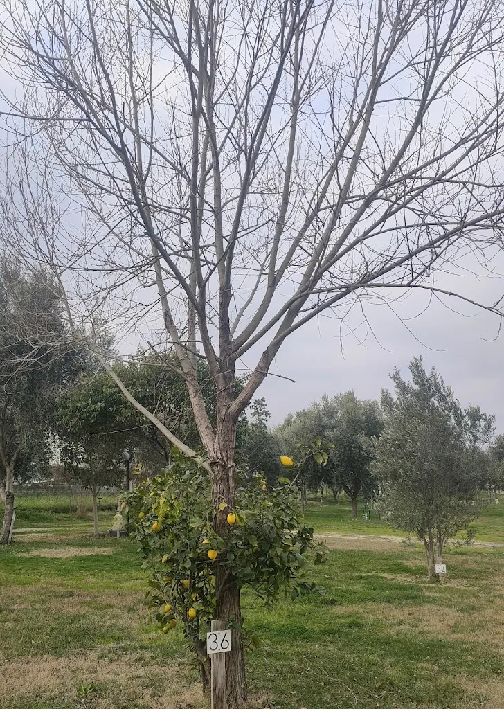 Hannes Gallina_Area Sosta Camper Romeo - Roseto degli Abruzzi_Cologna Spiaggia_recensione