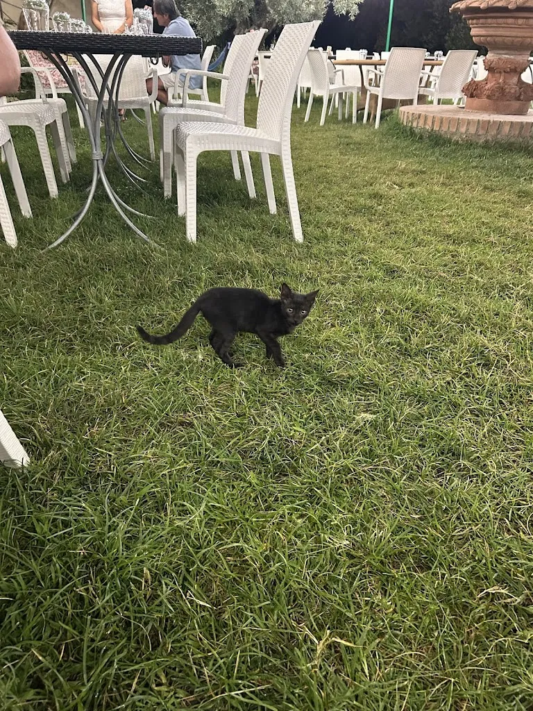 Luca Cook_Ristorante Pizzeria Le Castella_Capo Rizzuto_review