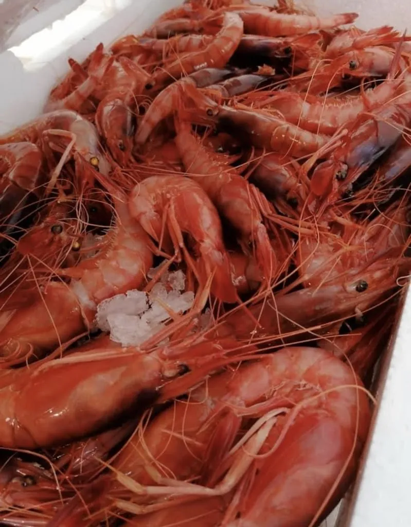 Menu_Home restaurant BELMONTE_Cavoni-Ginestreto_image_7