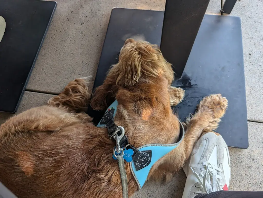 Steve Lahos_Pavillon Desom_Remich_reseña