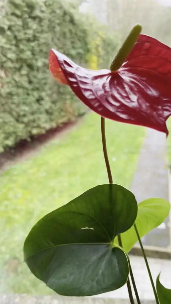 Restaurant L'Hirondelle Royale_Béreldange_slider_image_2