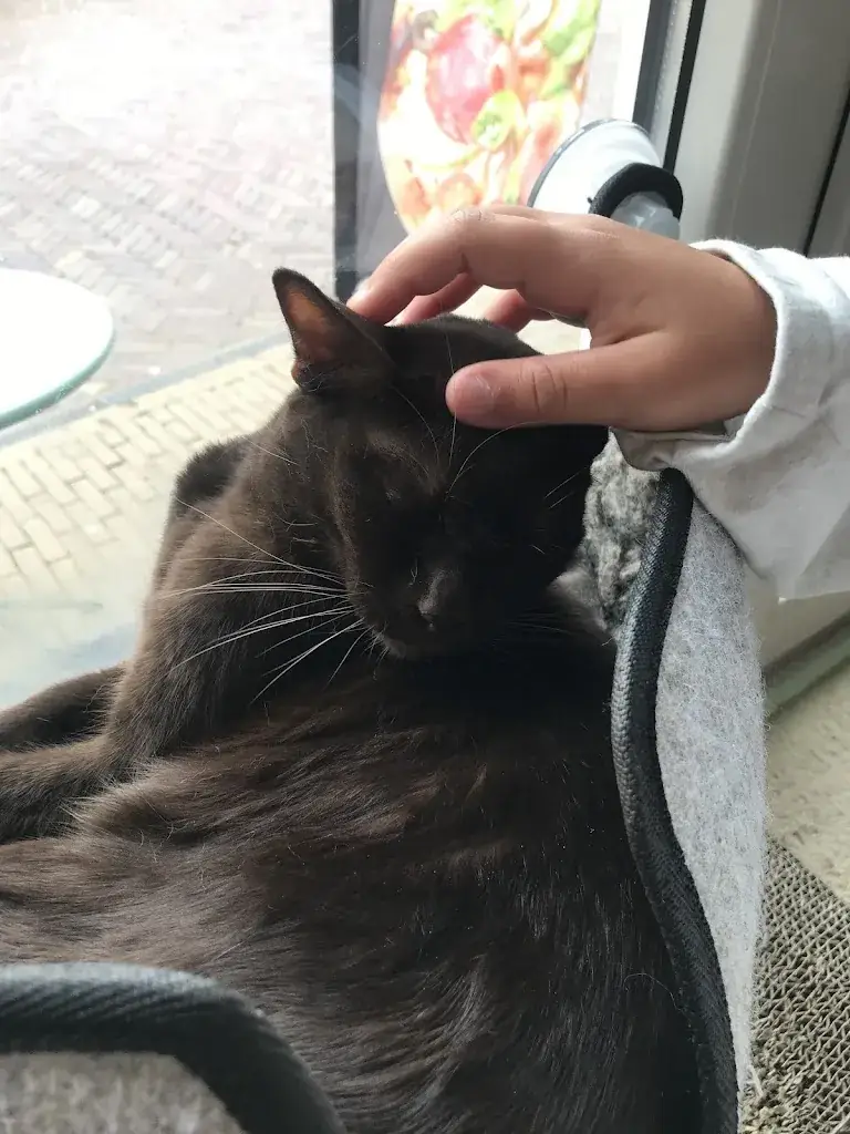 claudia bellante_All Joor's raskattencafé_Oudega_avis