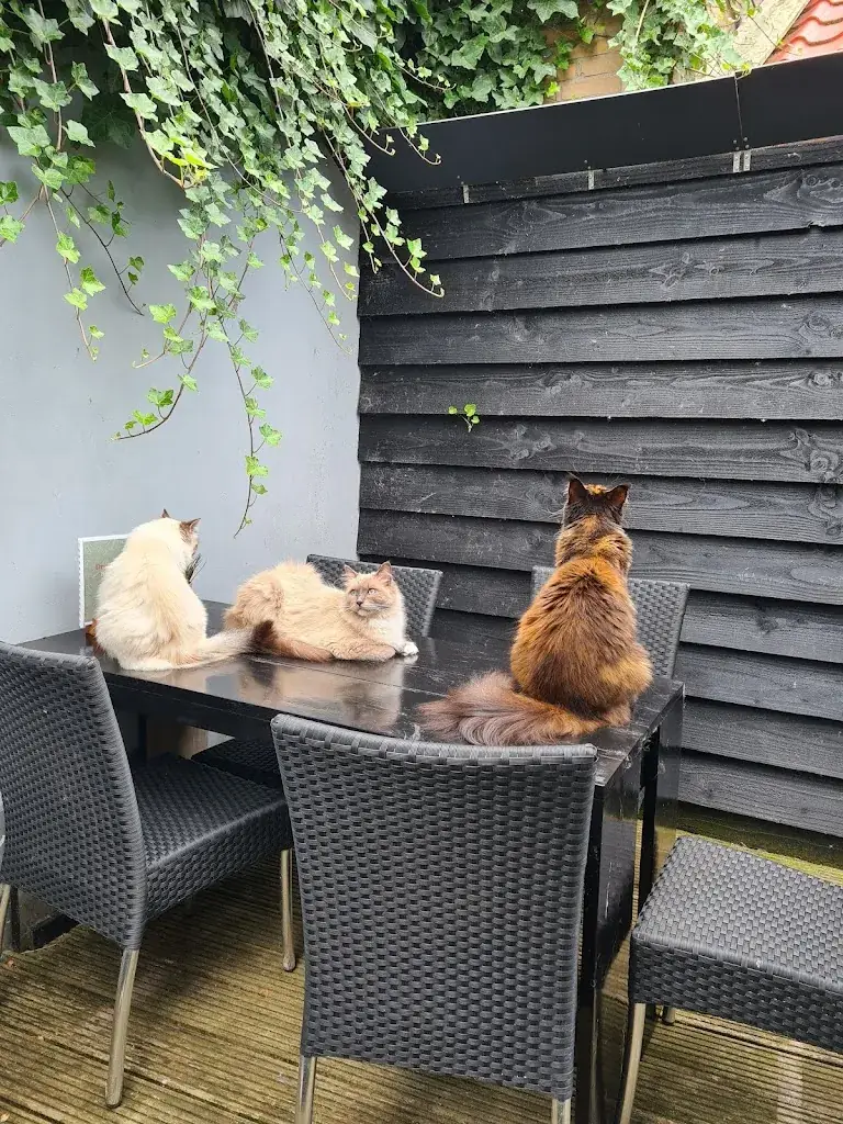 All Joor's raskattencafé_Oudega_slider_image_1