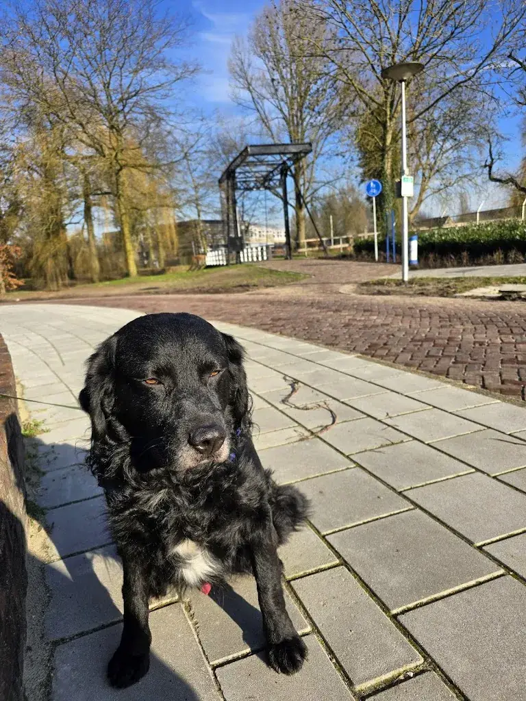 arend koers_De Hoeksteen_Borculo_review