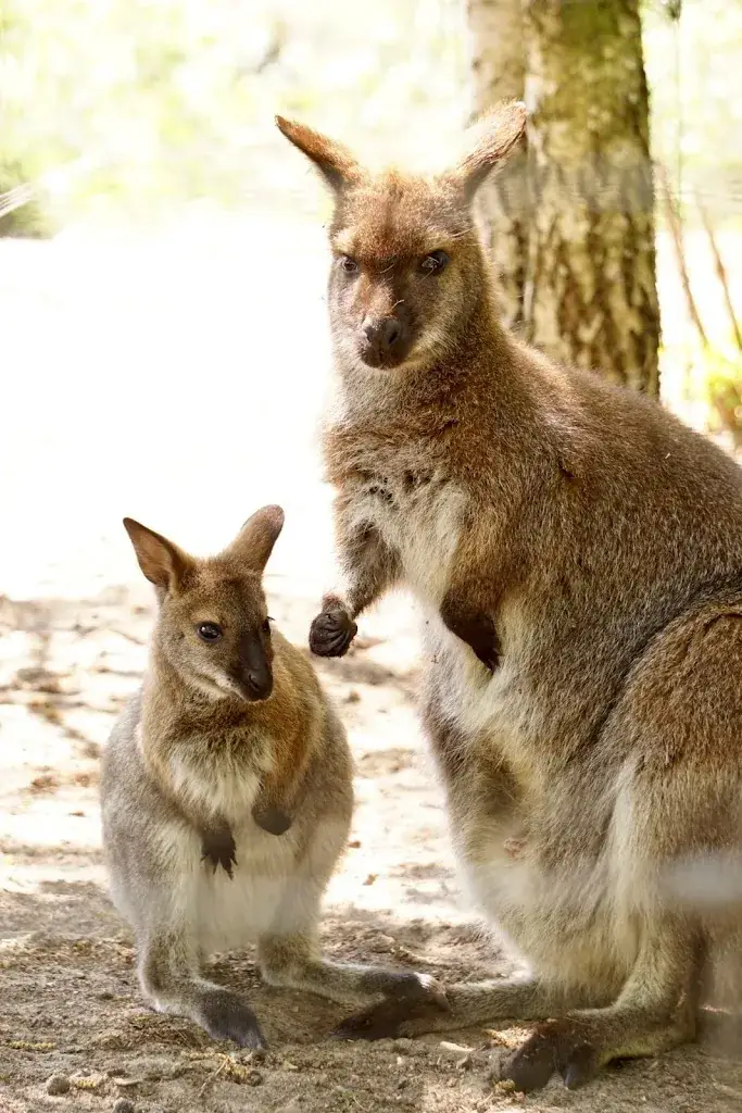 Hof van Eckberge restaurant in Eibergen