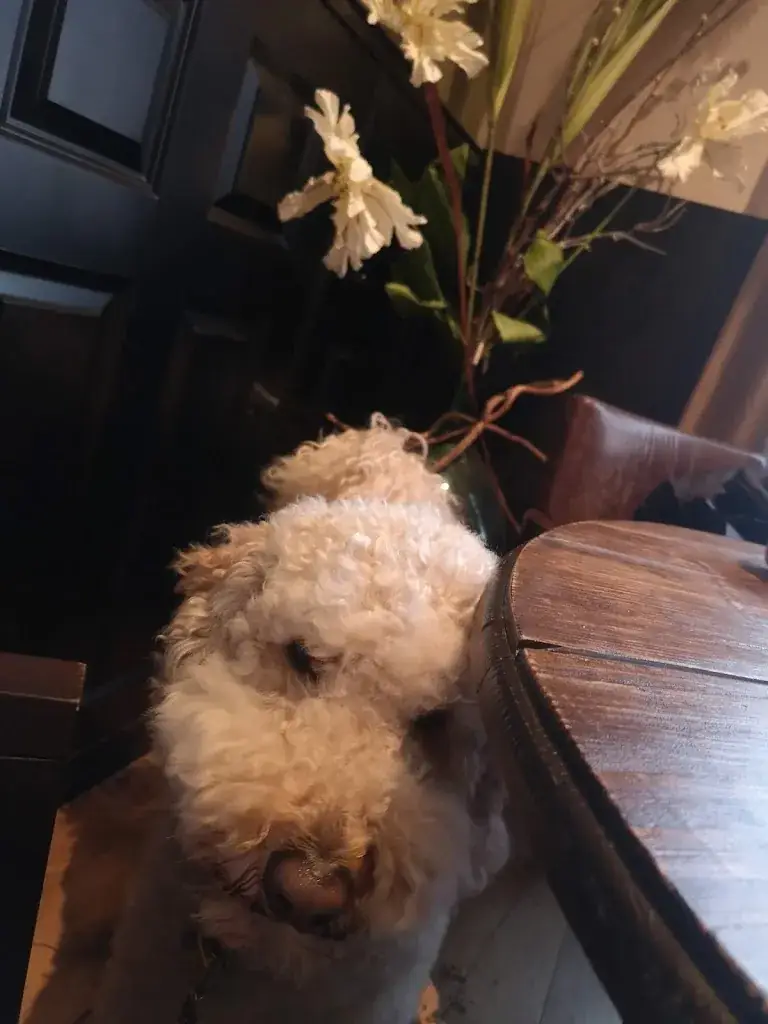 Willemien Bloem_Grand-cafe De Luifel_Culemborg_review