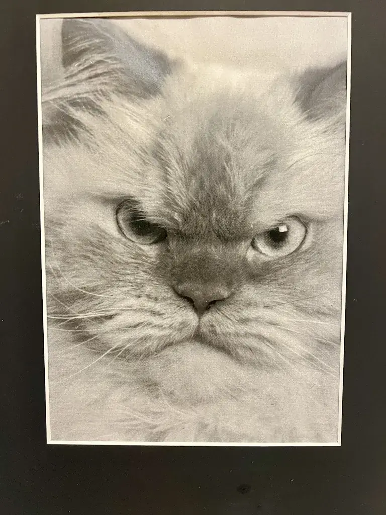 Arnold Aarssen_Steak Bistro De Gelaarsde Kat_Zutphen_avis