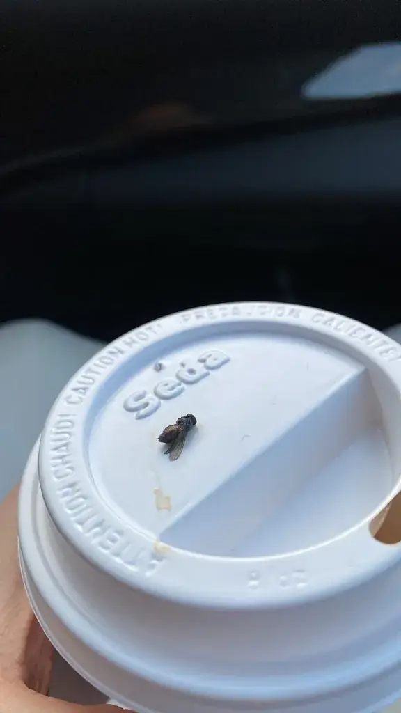 Teresa Barreto_KFC Duiven_Duiven_review