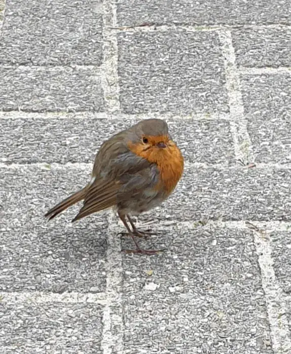 JP_Landhotel Diever - Hotel, restaurant & bar in het groene Drenthe (bij Dwingeloo)_Diever_reseña