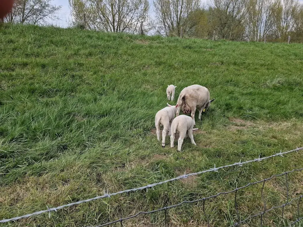 Andries Geurts_De Loohof - eten - drinken - ambachtelijk ijs & interieurwinkel_Boven-Leeuwen_review