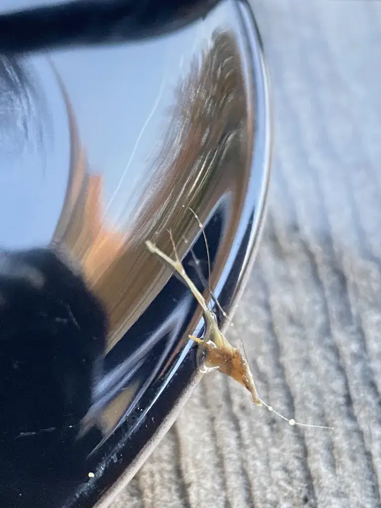 Sviataslau “Honest” Charnavusik_Restaurant De Zwaan_Winterswijk_review