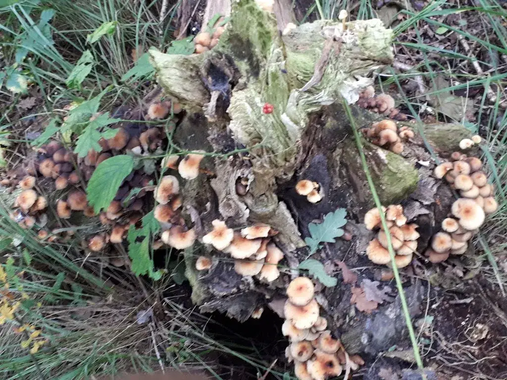 D.F Duursma_Landgoed Coendersborg_Jonkersvaart_review