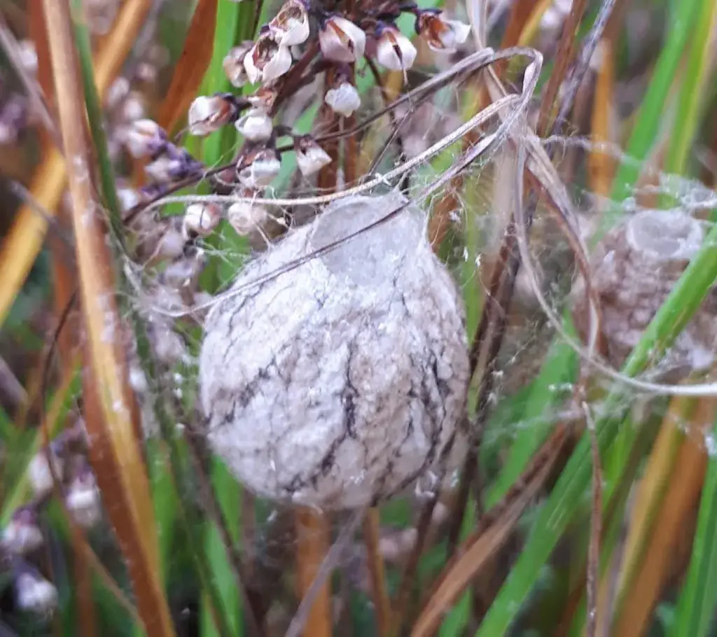 Joke Arends_Landgoed Coendersborg_Jonkersvaart_review