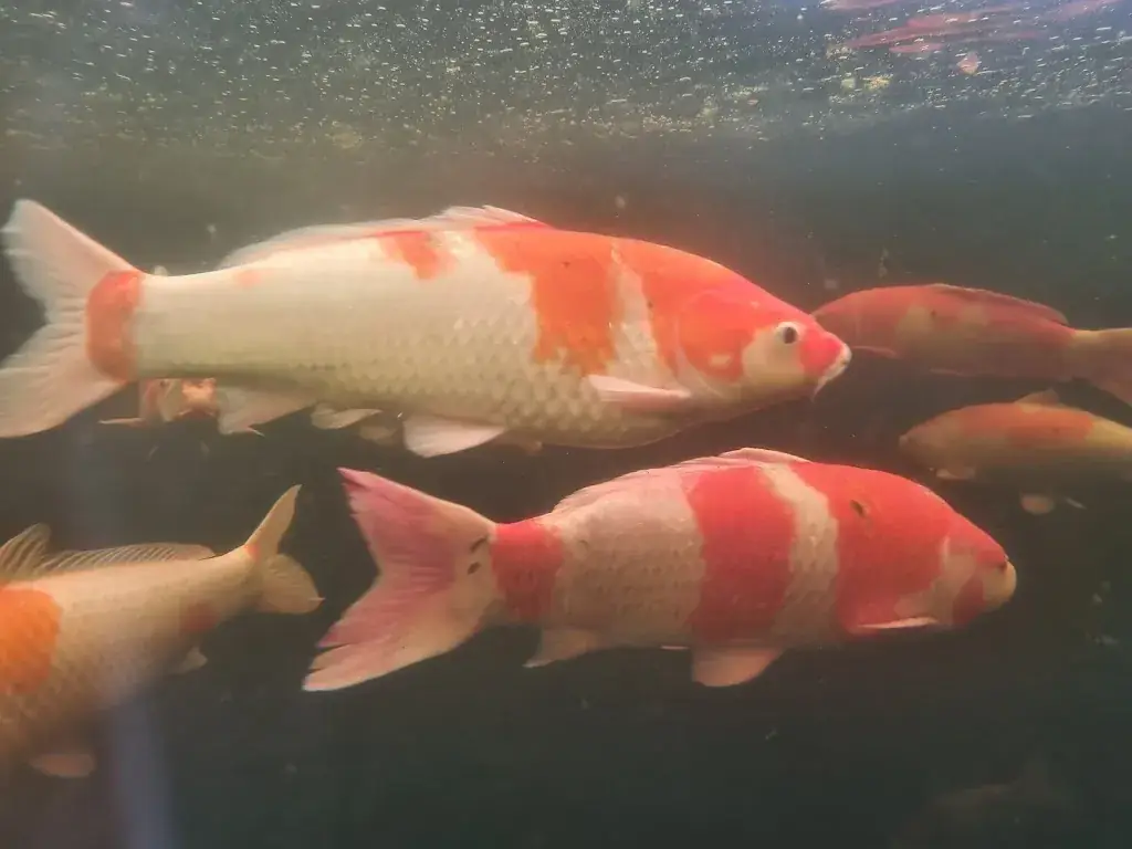 Herman Janssen_Restaurant Het Bergpaviljoen_Arcen_review