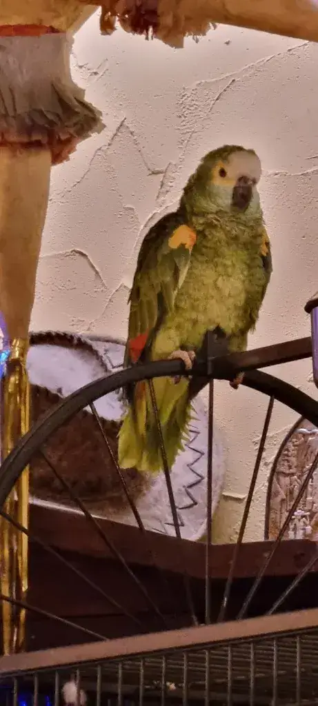 Andrew Daly_El Castillo_Valkenburg_review