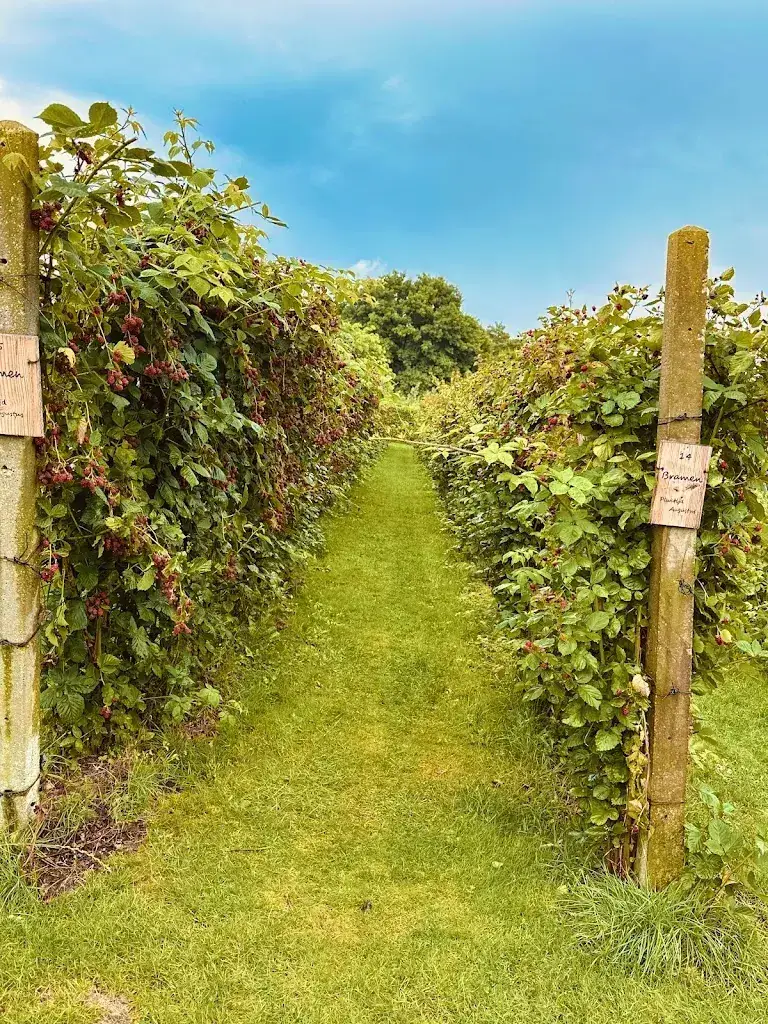 Susan Bruin_Pluk en theetuin in de 7e Hemel_Grashoek_review