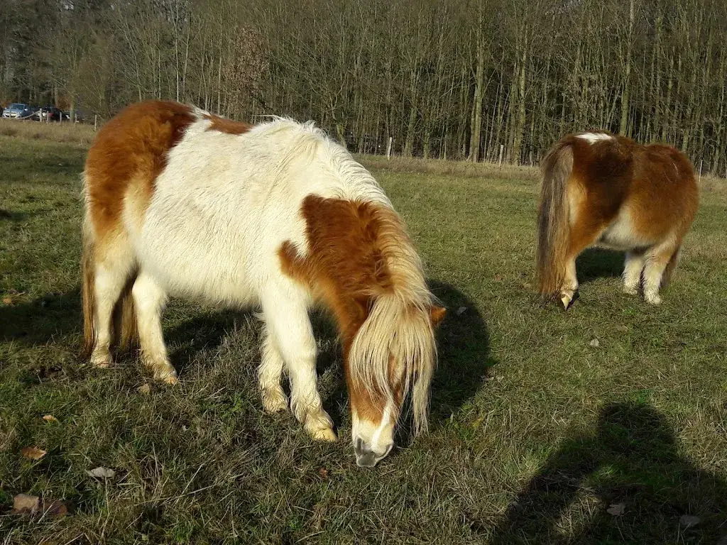 Mark T._St. Elisabeth's Hof_Haelen_review