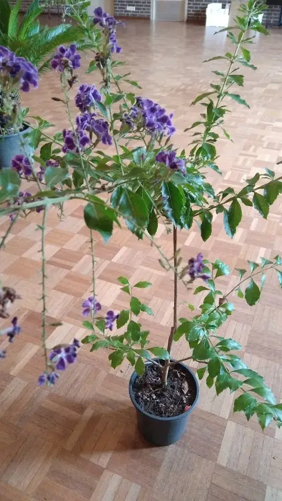 Bonnie_Trefcentrum Aldenghoor_Haelen_review