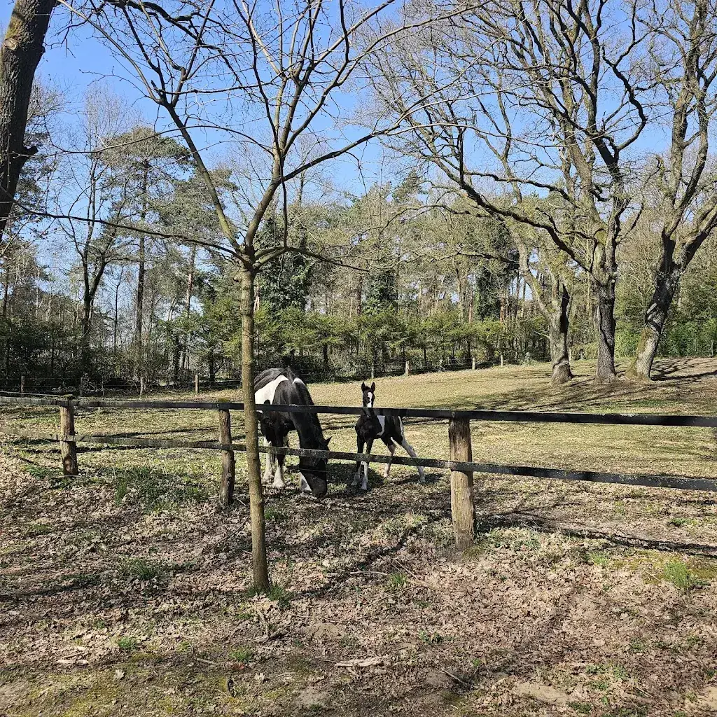 Liliana Berbec_Café Restaurant Rijstal Venhof_Herkenbosch_avis