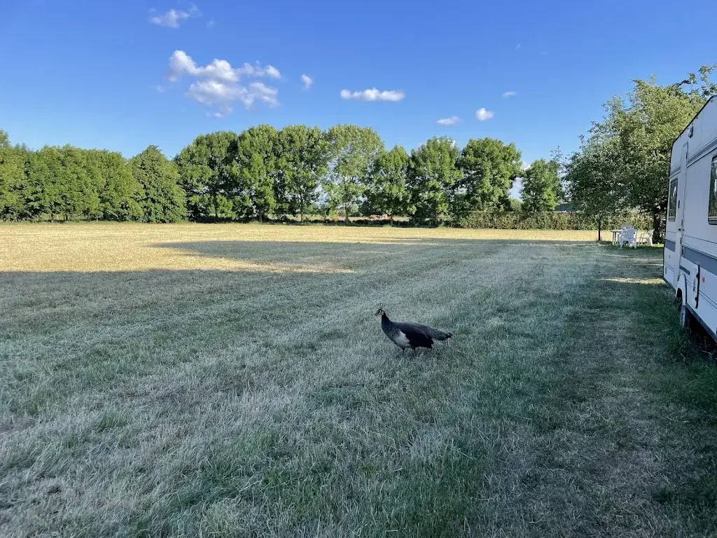 Cato_Terras Keent_Ravenstein_review