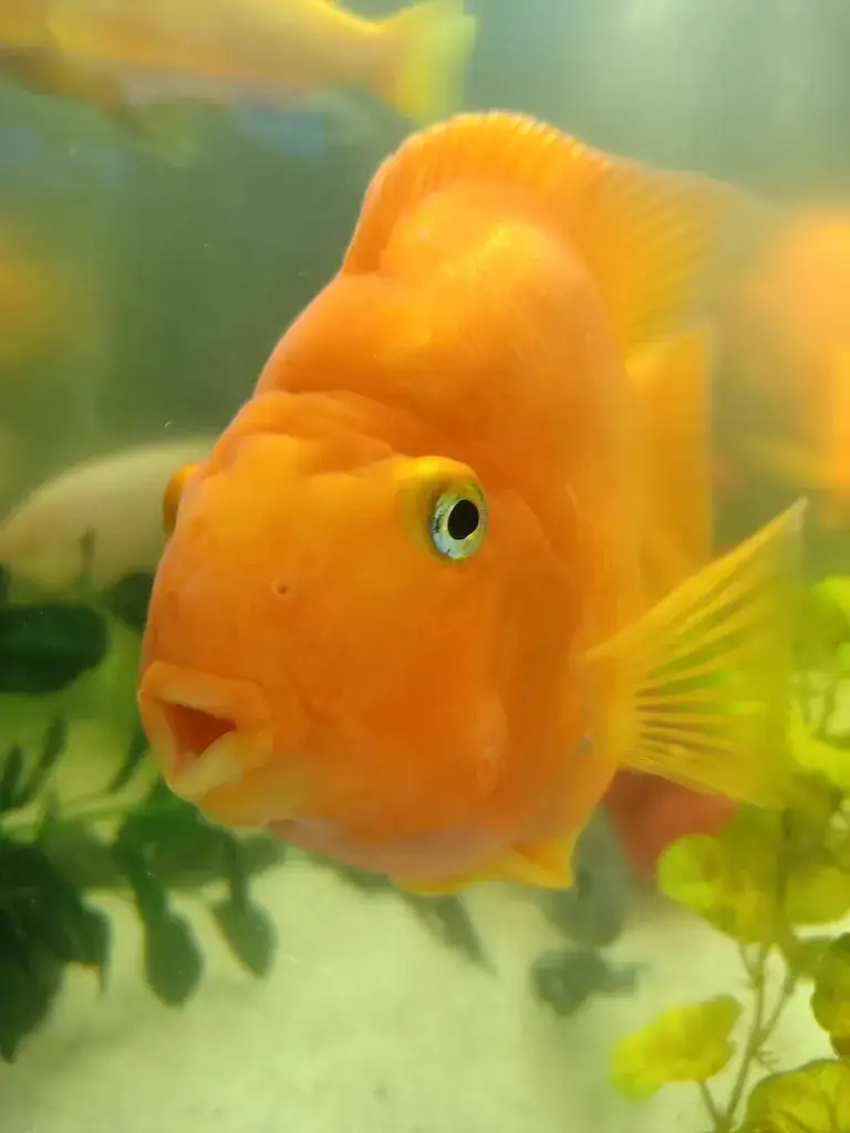 arnold op den buysch_Tropical_Schimmert_review