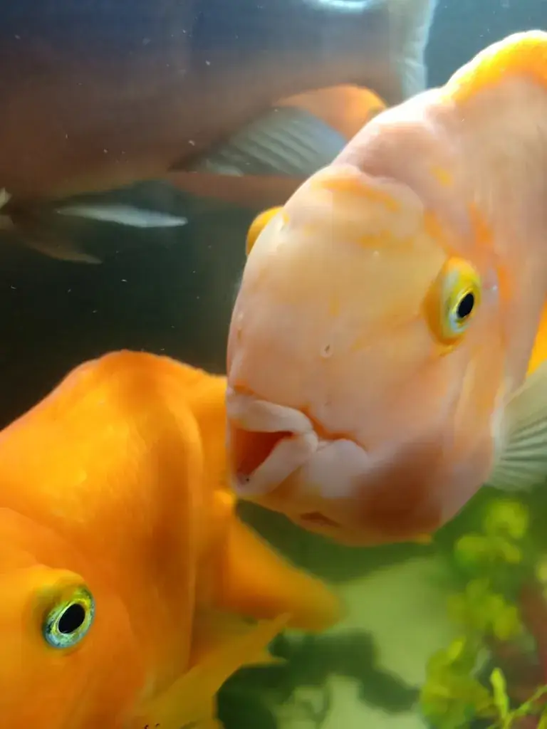 Tropical_Schimmert_slider_image_2