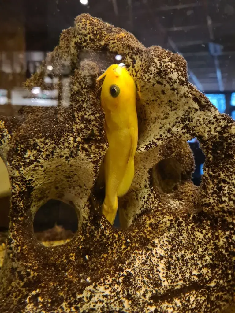 Menu_Restaurant Rode Lampion_Boekel_image_9