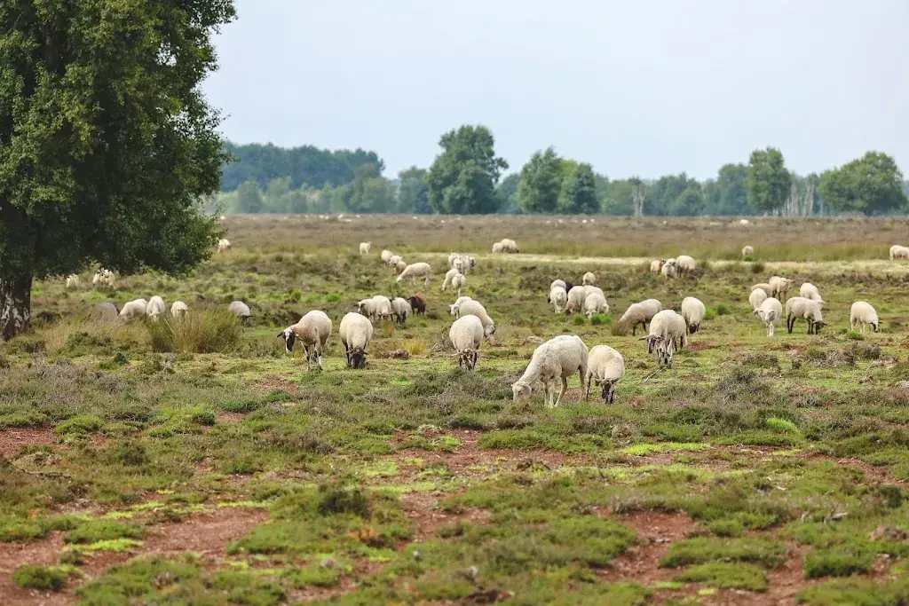Rick Tiemens_Schaapskooi Bargerveen_Weiteveen_review