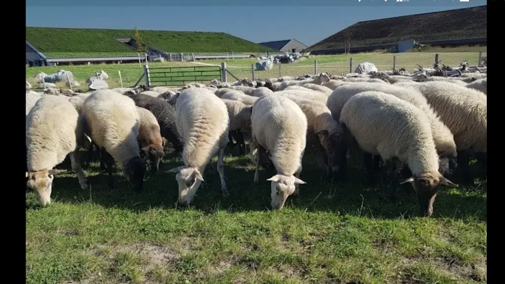 Schaapskooi Bargerveen ristorante a Weiteveen