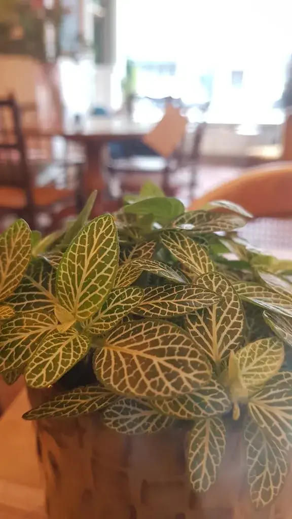 Nancy Lee_De meiden van ons Toos_Breda_review