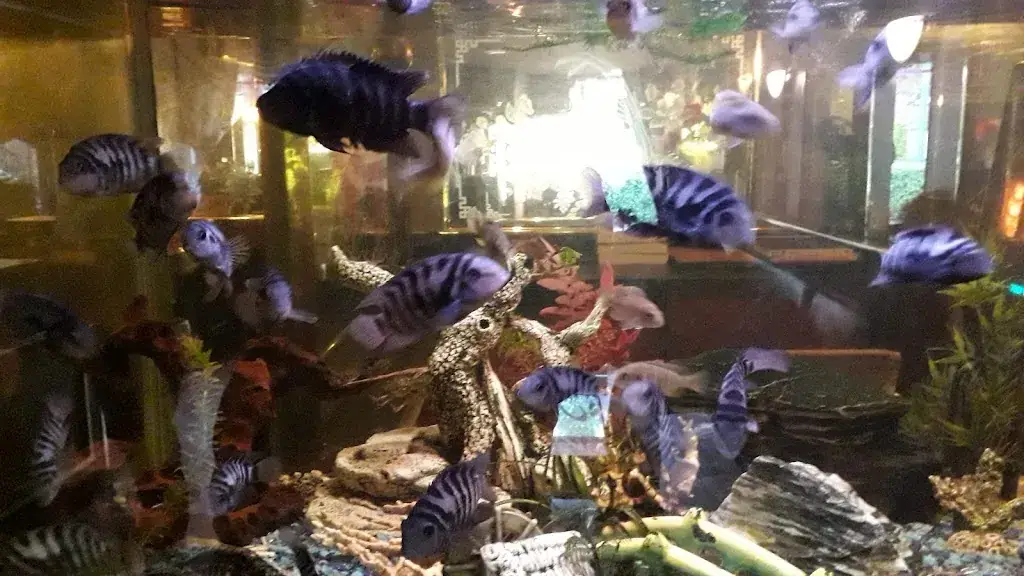 Gwen en de Rest (Oort)_Chinees-Indisch Restaurant Shang-Hai_Dinther_review