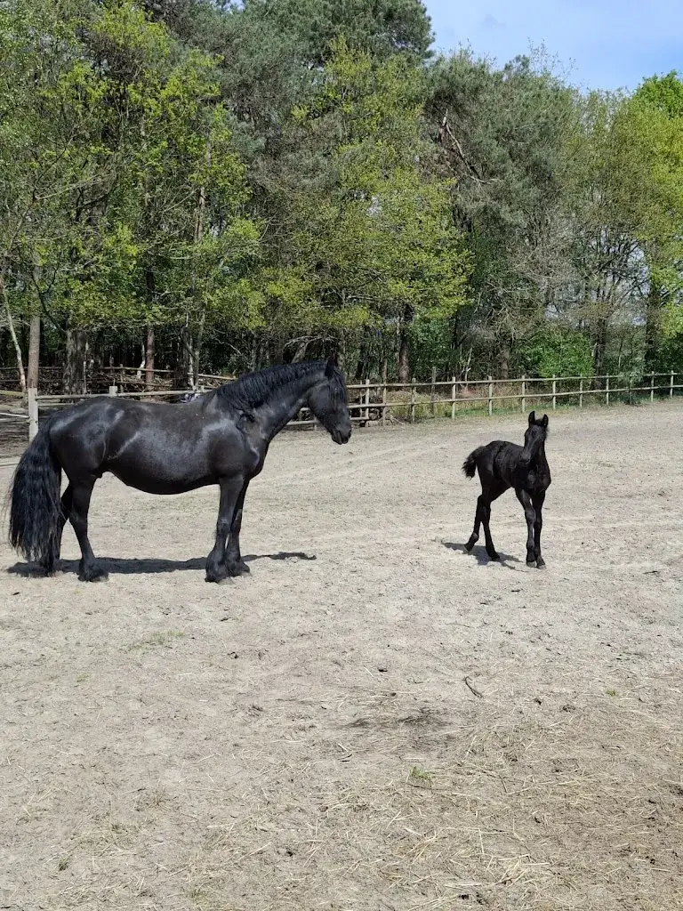 Jan Neijssen_BosCafé Krek wak Wou_Mierde_review