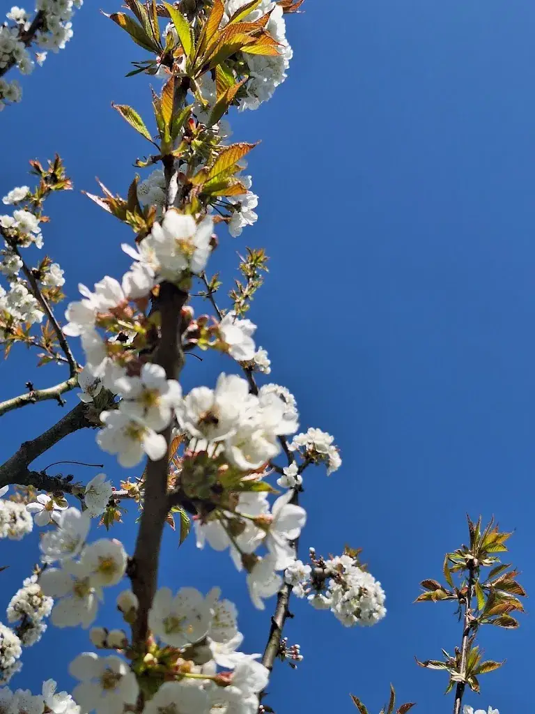 Hayley C_Hof van Huijbers_Mierlo_reseña