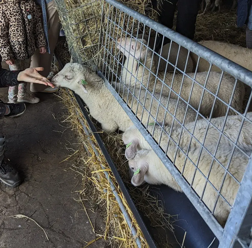 Ahinoam Pollack_Uitspanning ‘t Blauwe Schaap_Zand_recensione