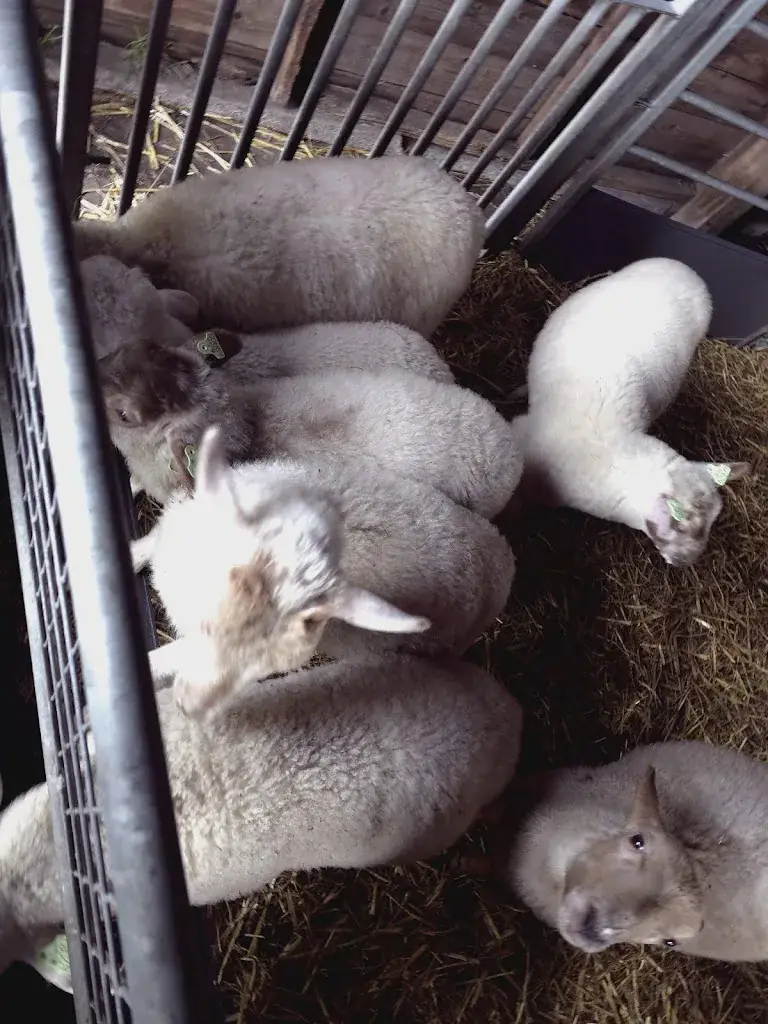 Erika Dirse_Uitspanning ‘t Blauwe Schaap_Zand_recensione