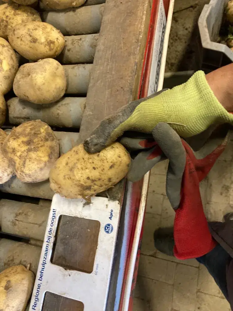 Menu_Cafetaria Lily (eigengemaakte friet)_Zand_image_9