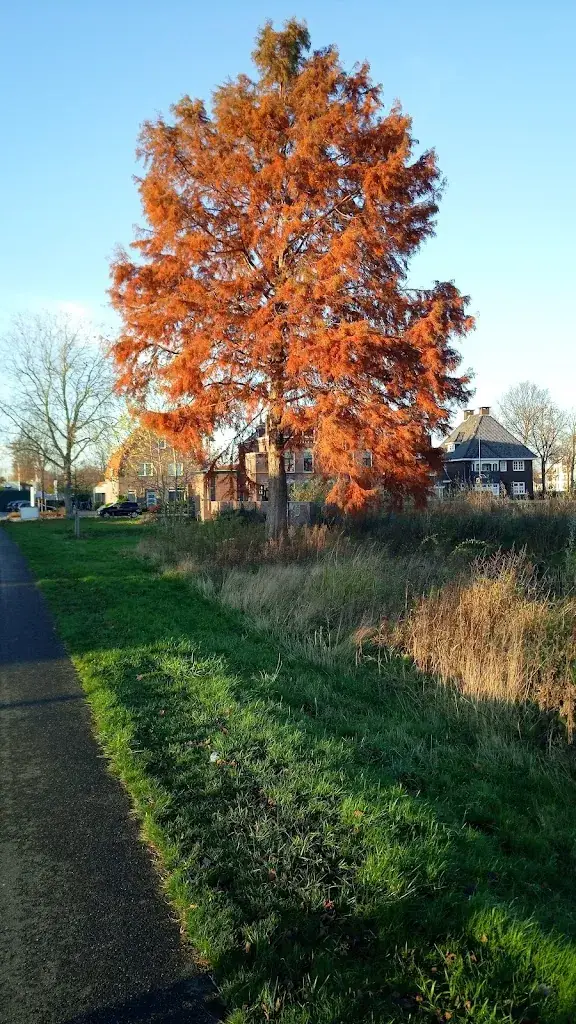 The Backyard restaurante en Helmond