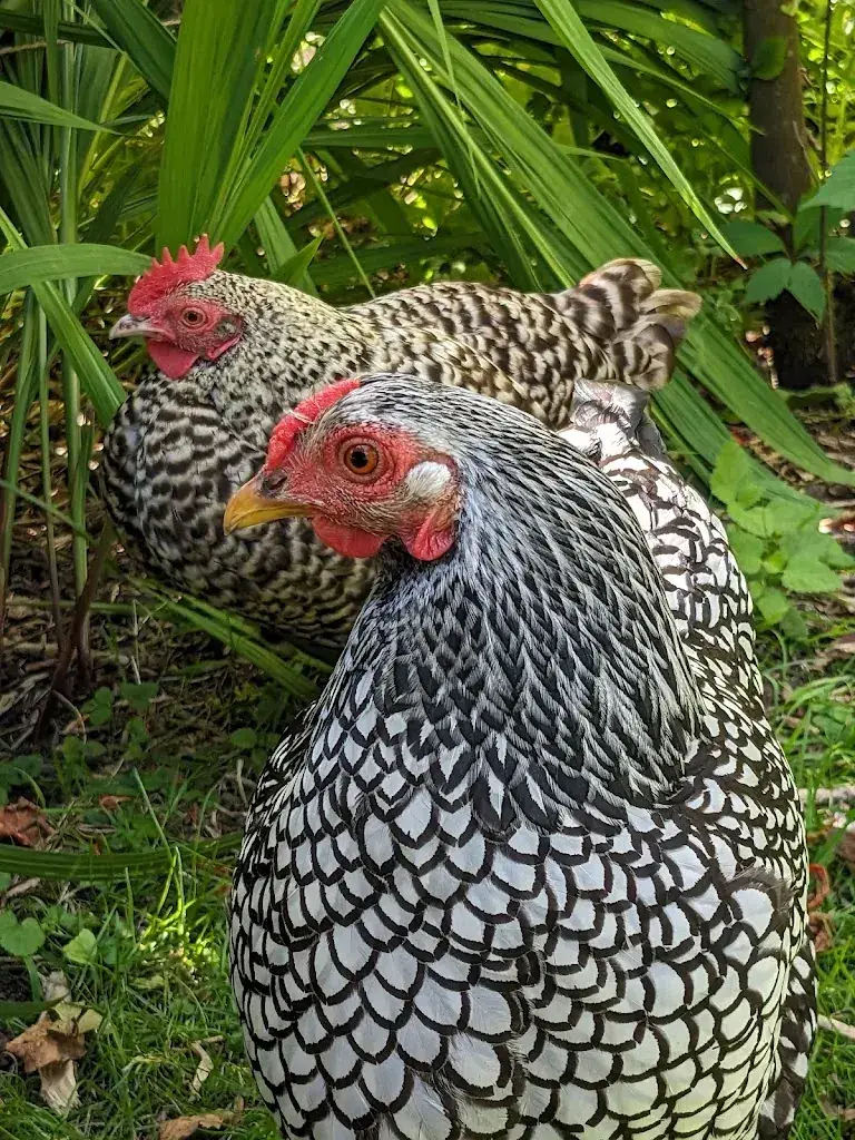 Rebecca Hanson-Vazquez_Theetuin De Libel_Andijk_review