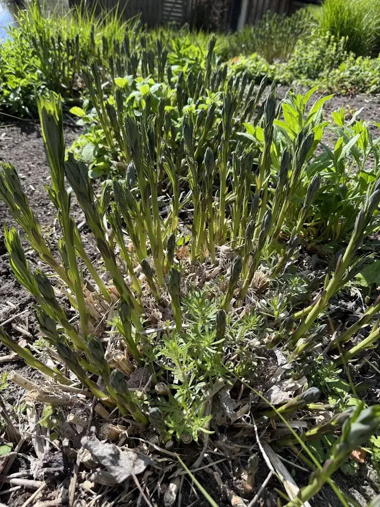 Sindy LC_Hajé hotel-restaurant de Lepelaar_Lelystad_review