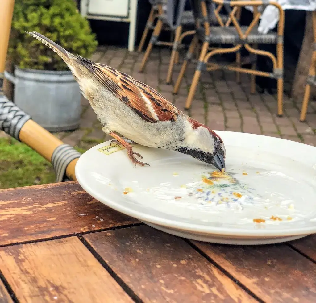 Menu_Brave Hendrik - Theetuin Eemnes_Eemnes_image_8