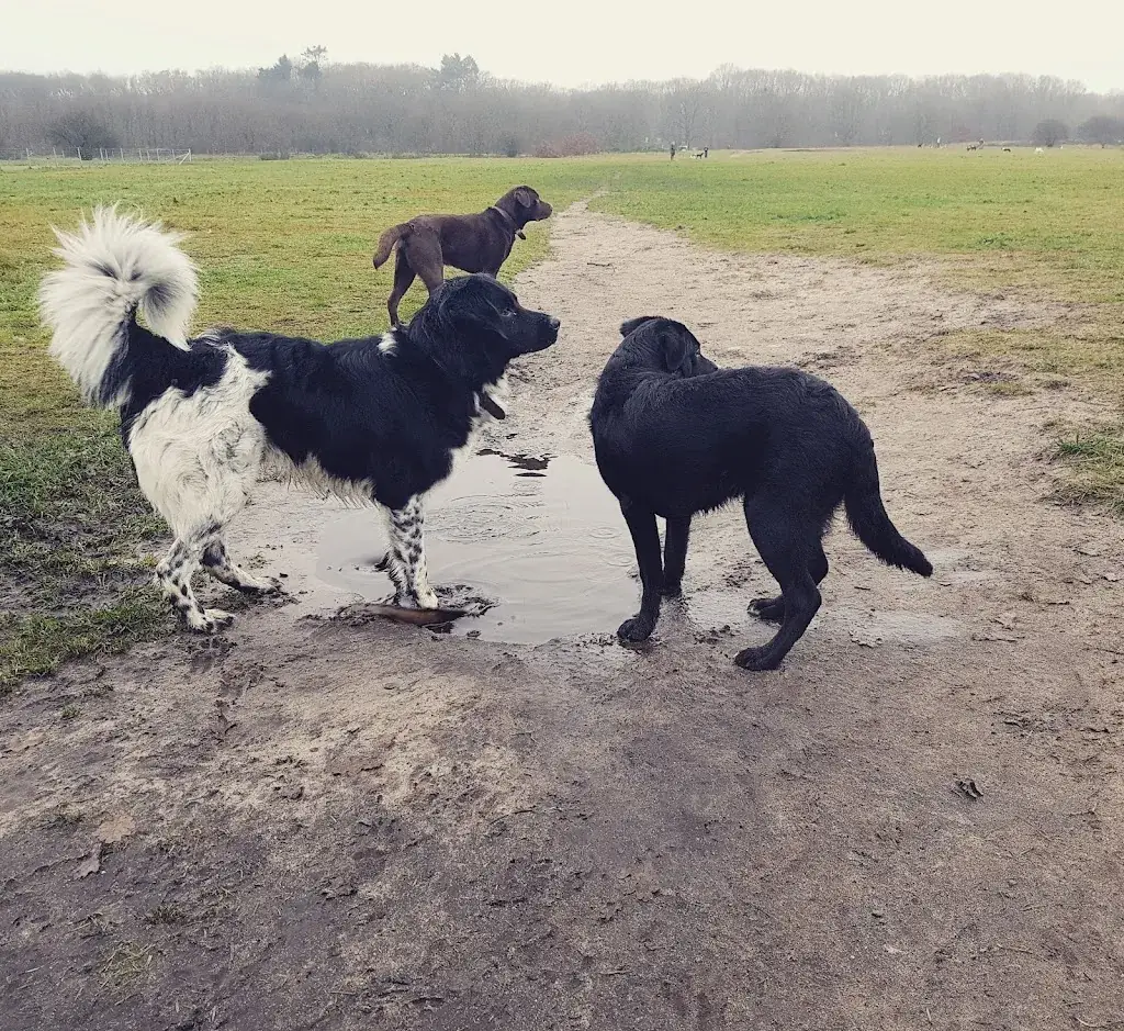 nikki wielart_Het Aspergediner in Blaricum_Blaricum_review