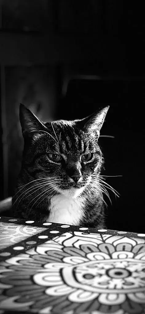 Berend vdg_Duinberk, brasserie en B&B-hotel_Schoorl_review