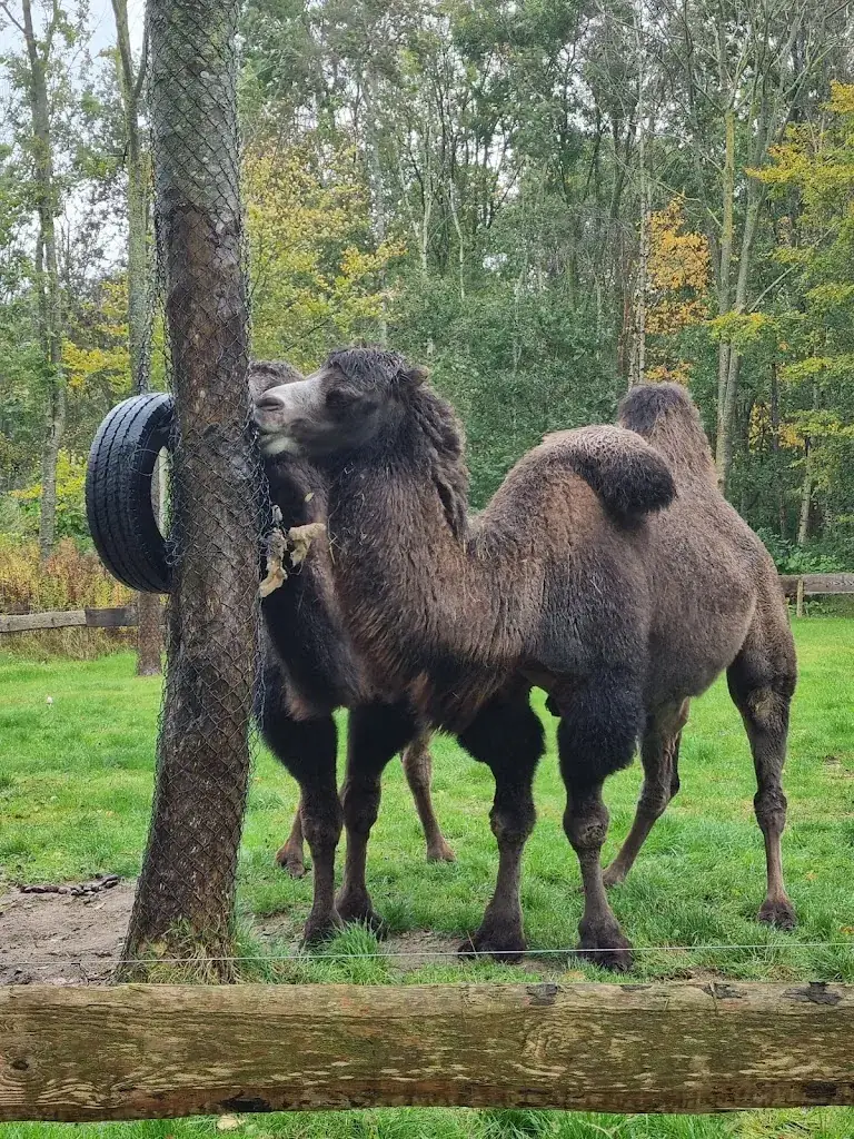 Hennie V Hensen V Uningen_Restaurant Landgoed Hoenderdaell_Paulowna_review