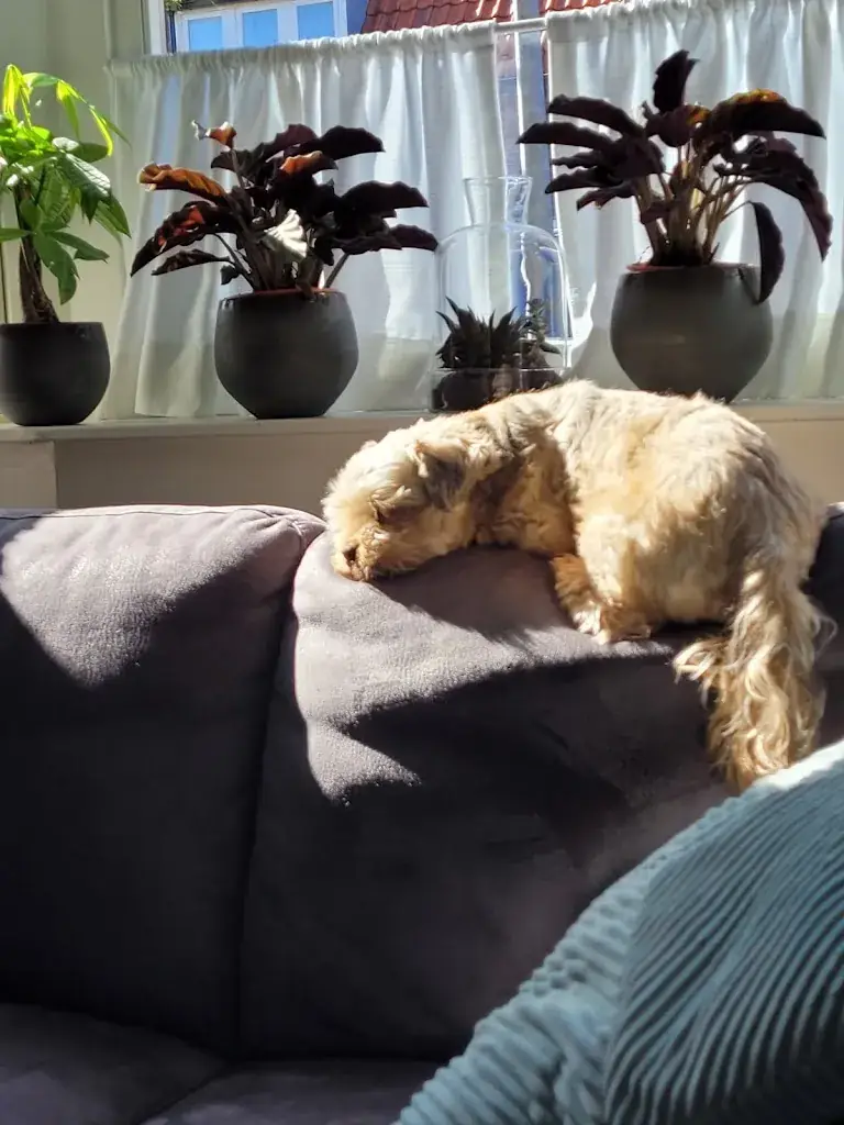 Frank van Es_Stolpen Dierenvakantie Verzorgingscentrum De_Schagerbrug_review