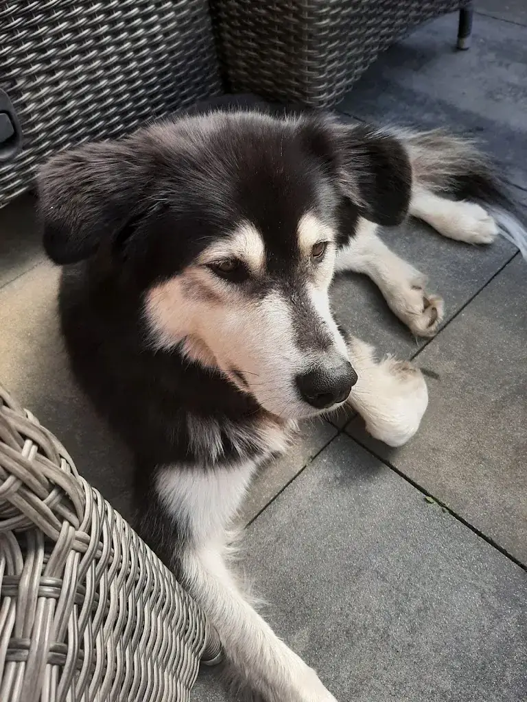 Marja Vriendjes_Stolpen Dierenvakantie Verzorgingscentrum De_Schagerbrug_review