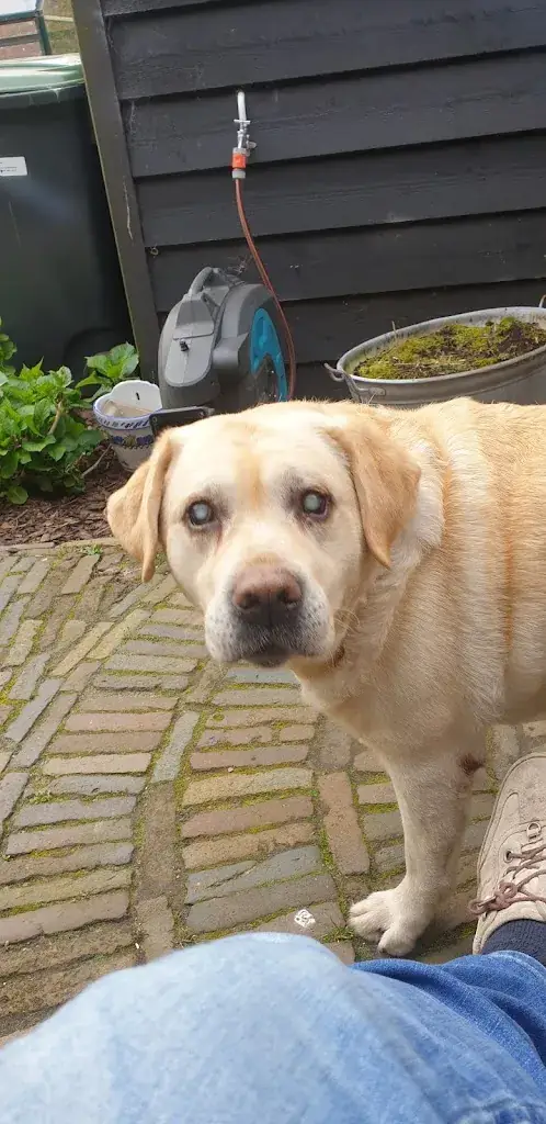 Stolpen Dierenvakantie Verzorgingscentrum De_Schagerbrug_slider_image_2